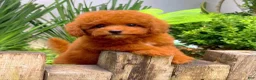 Toy Poodle dogs for sale: Ruby - Ad 4