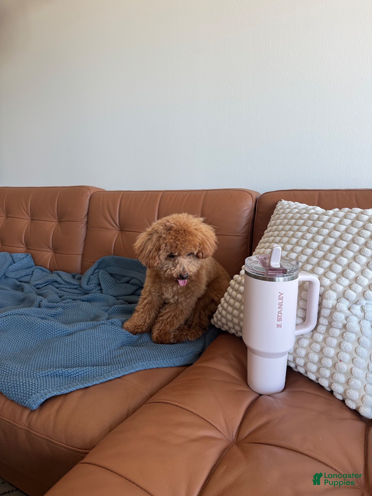 Toy Poodle dogs for sale: Toy Poodle Puppy - Ad 3