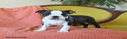 Boston Terrier dogs for sale: Comet - Ad 5