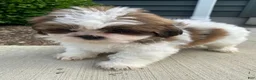 Shih Tzu dogs for sale: Tammy - Ad 3