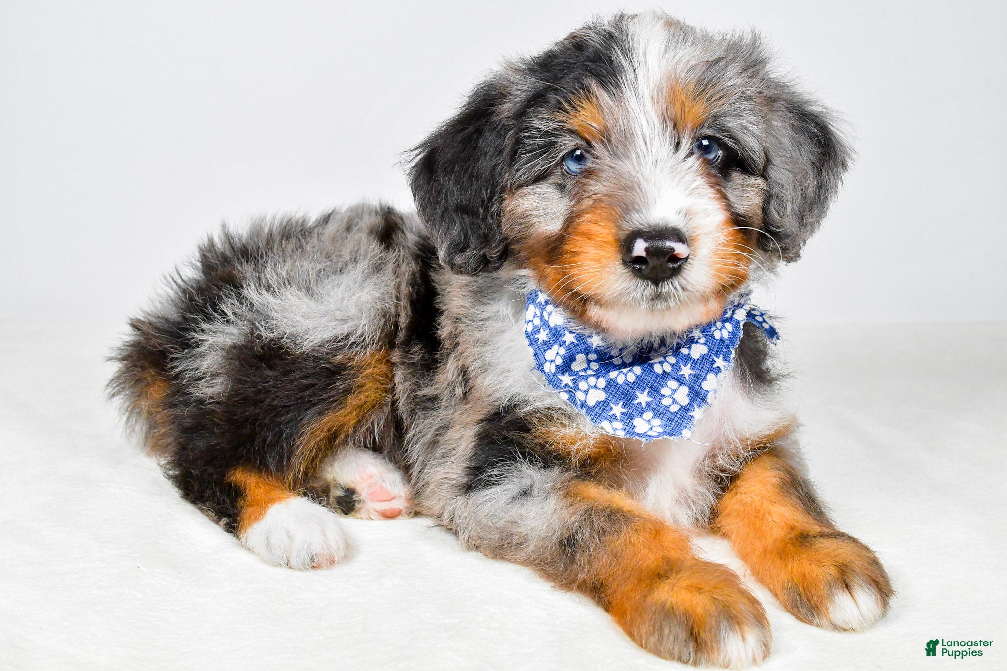 Aussiedoodle dogs Max - Ad 2