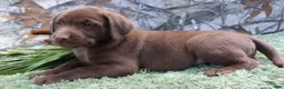 Labrador Retriever dogs for sale: Mike - Ad 2