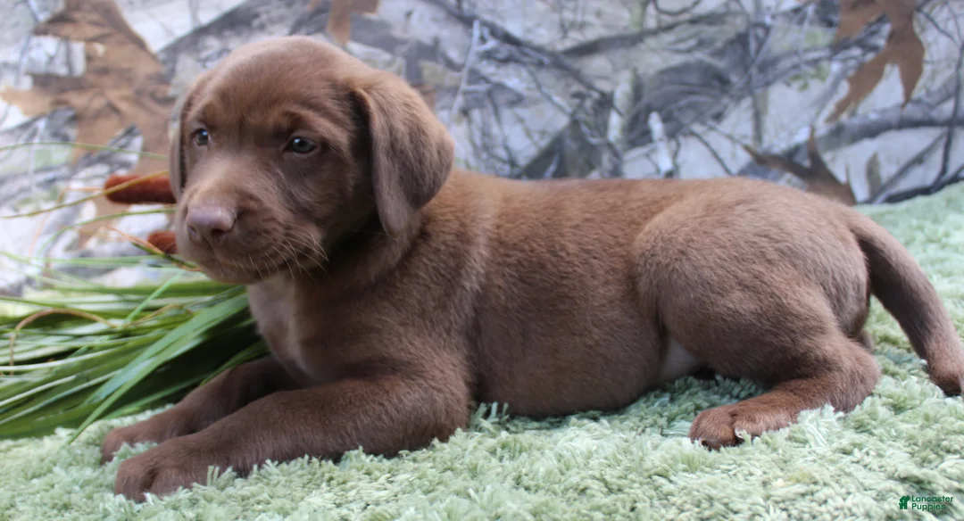 Labrador Retriever dogs for sale: Mike - Ad 2