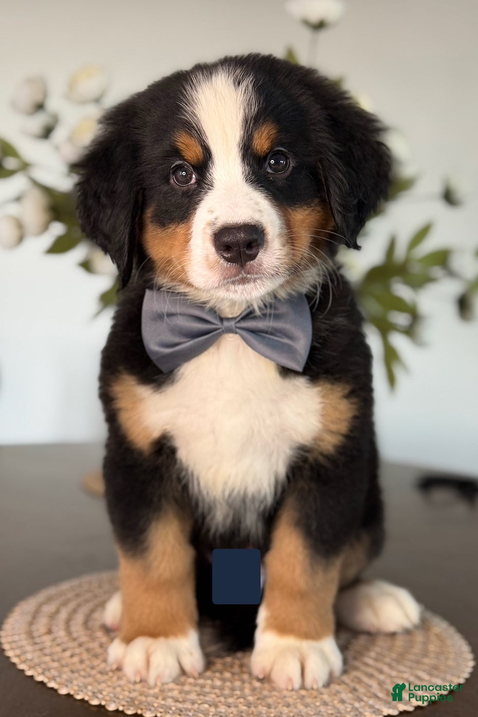 Bernese Mountain Dog dogs Aspen - Gray Boy - Ad 3