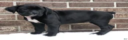 Boxer dogs for sale: Midnight - Ad 3