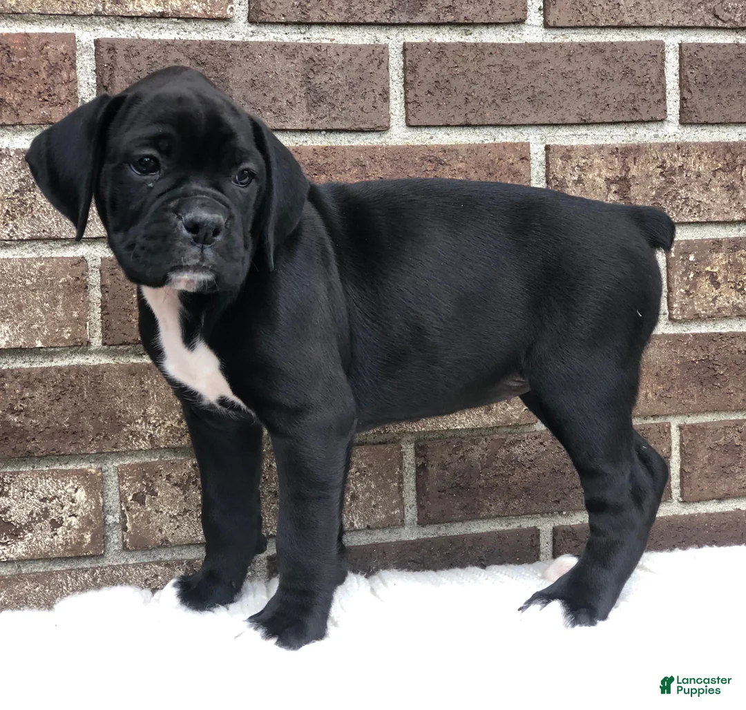 Boxer dogs for sale: Midnight - Ad 3