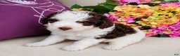Bernedoodle dogs for sale: Jersey - Ad 1