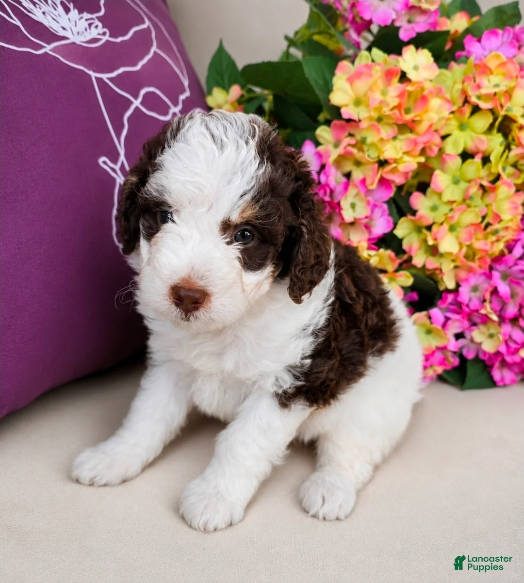 Bernedoodle dogs for sale: Jersey - Ad 1