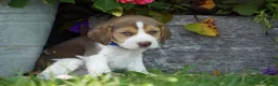Beagle dogs for sale: Bart - Ad 6