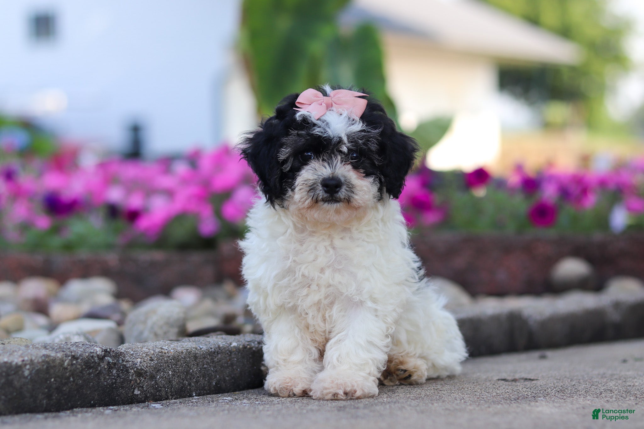 Maltipoo dogs Smore - Ad 2