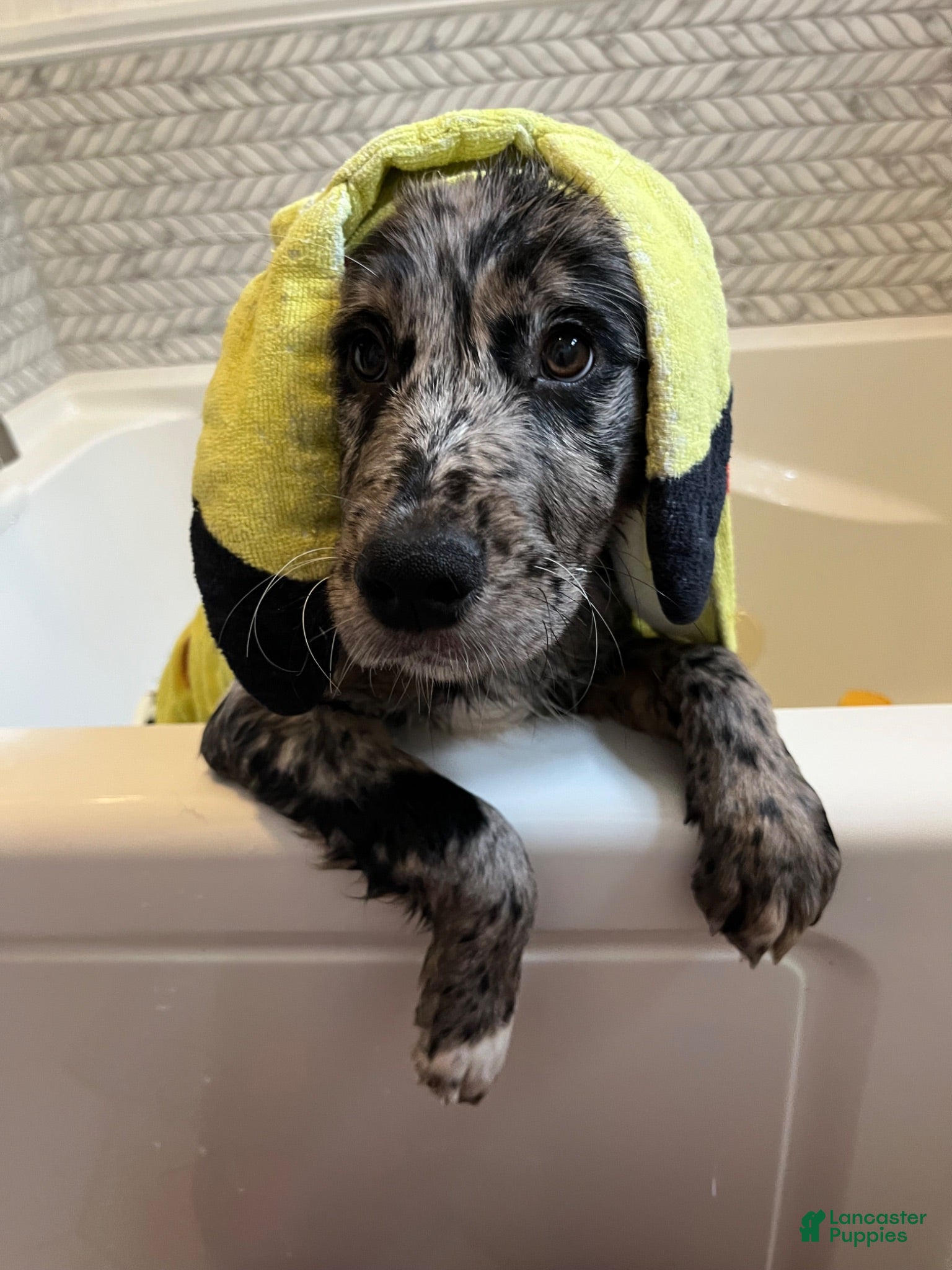 Mixed Breed dogs Maggie Mae  - Ad 1