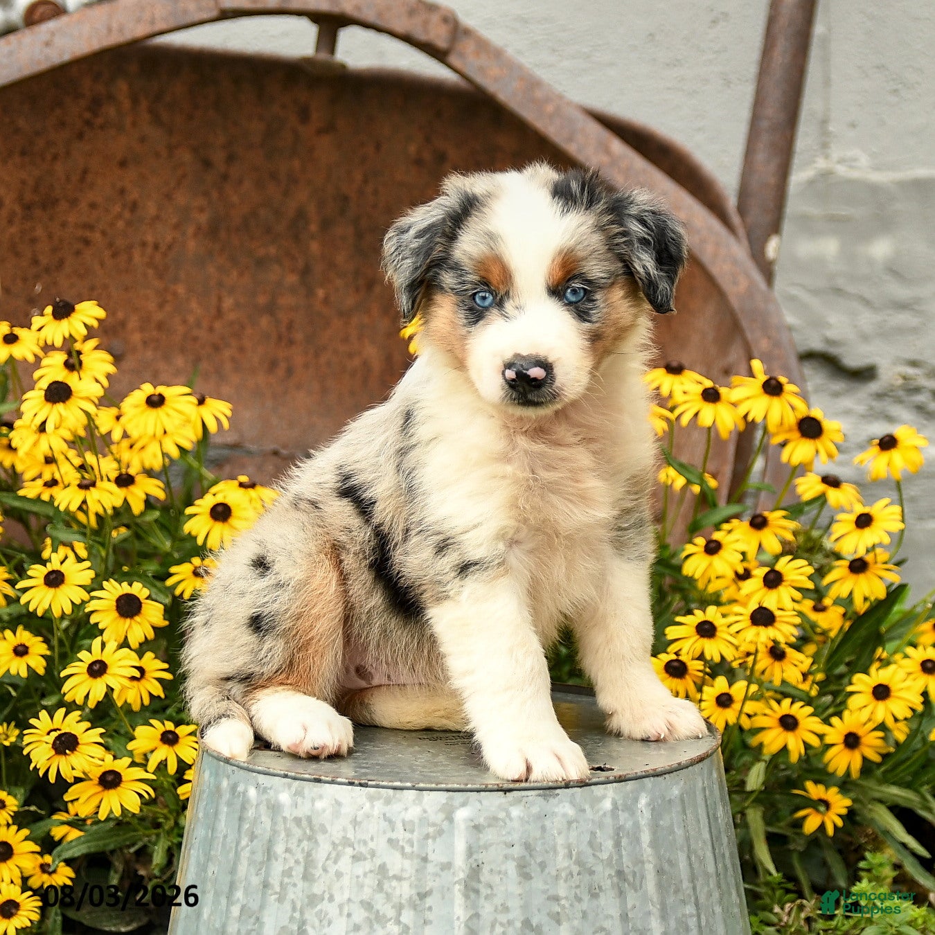 Australian Shepherd dogs Finley - Ad 1