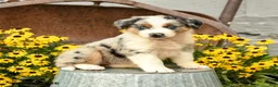 Australian Shepherd dogs for sale: Finley - Ad 1