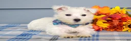 West Highland Terrier dogs for sale: Maverick - Ad 6