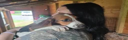 Basset Hound dogs for sale: Bonnie Basset Hound - Ad 1