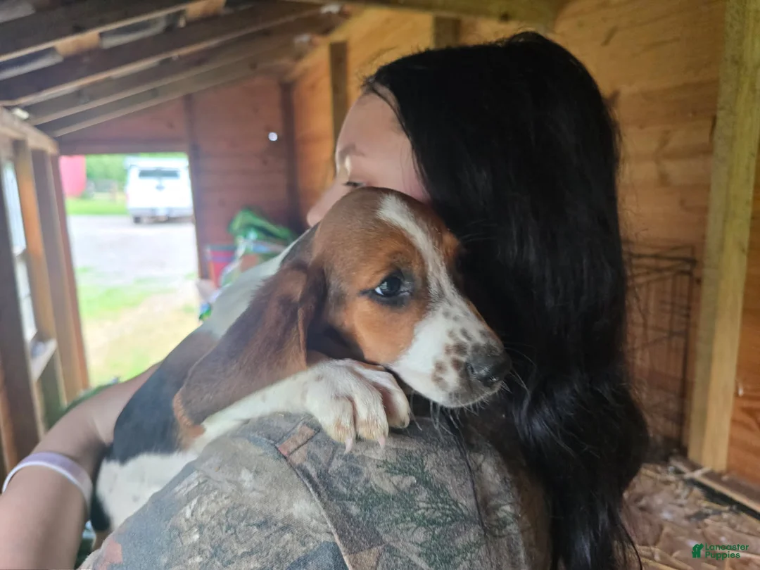 Basset Hound dogs for sale: Bonnie Basset Hound - Ad 1