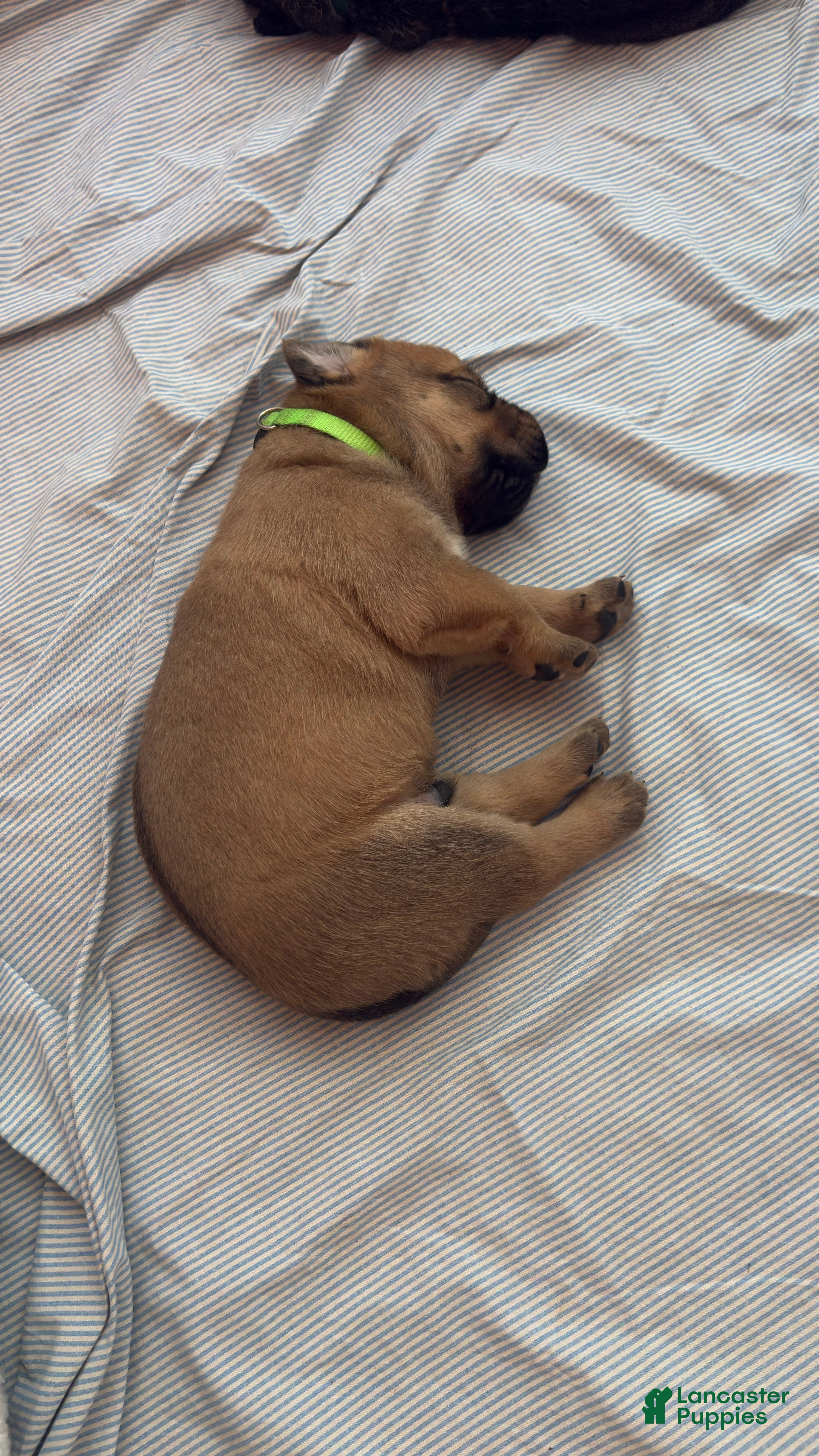 Mixed Breed dogs Hulk - Ad 1