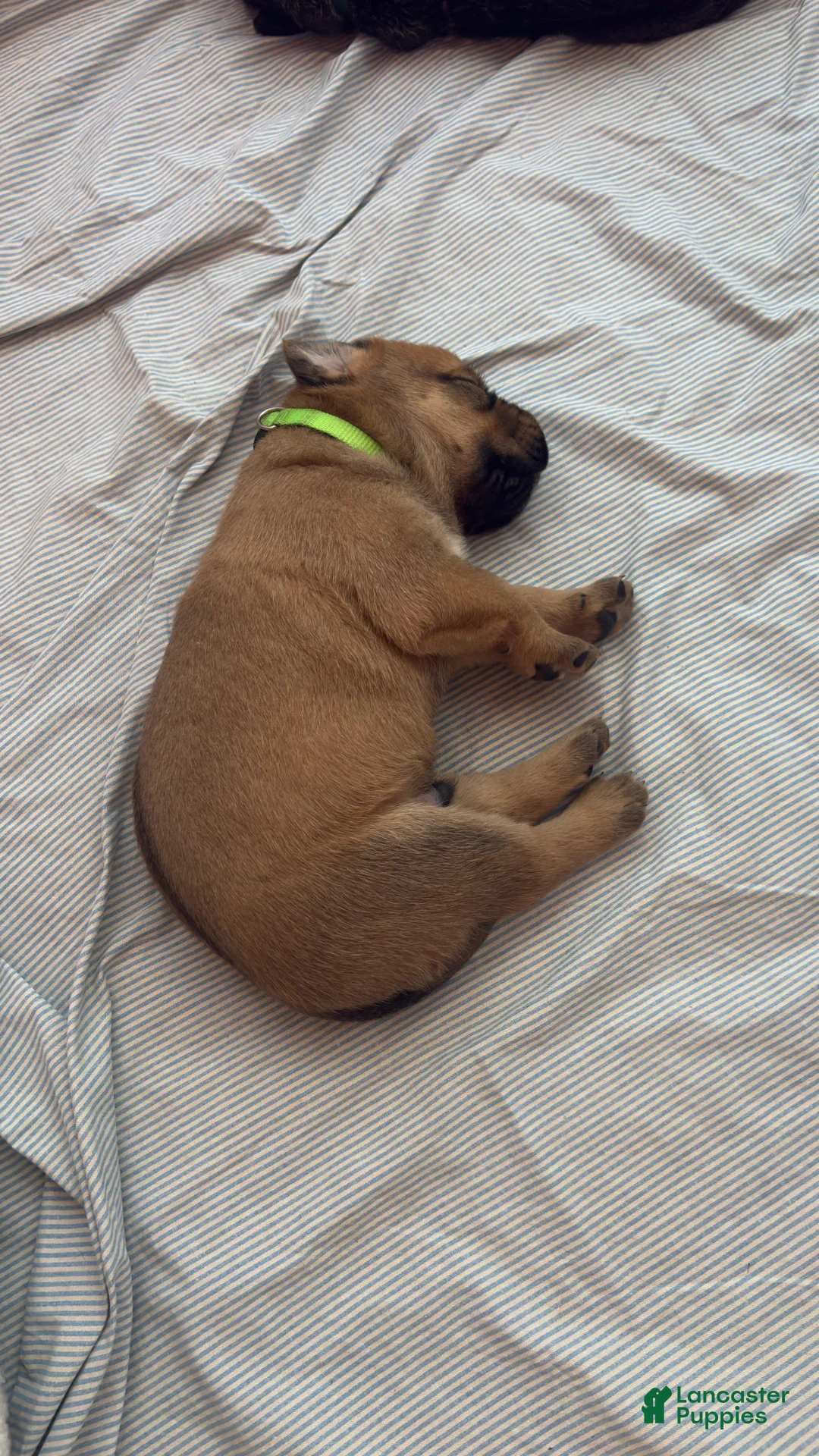 Mixed Breed dogs for sale: Hulk - Ad 1