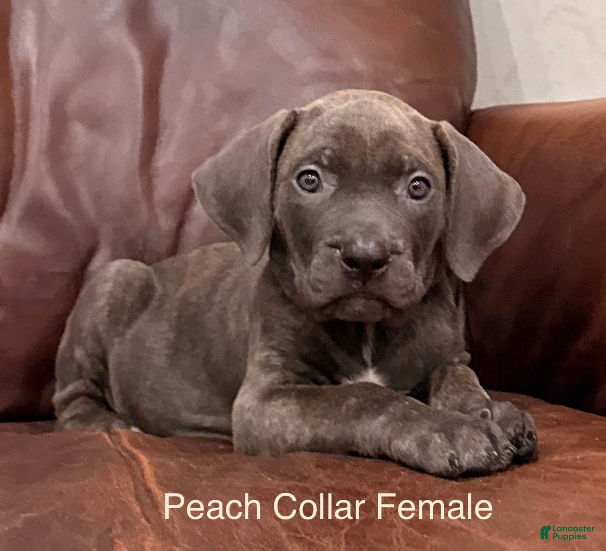 Cane Corso dogs Cane Corso Peach Collar F  - Ad 2