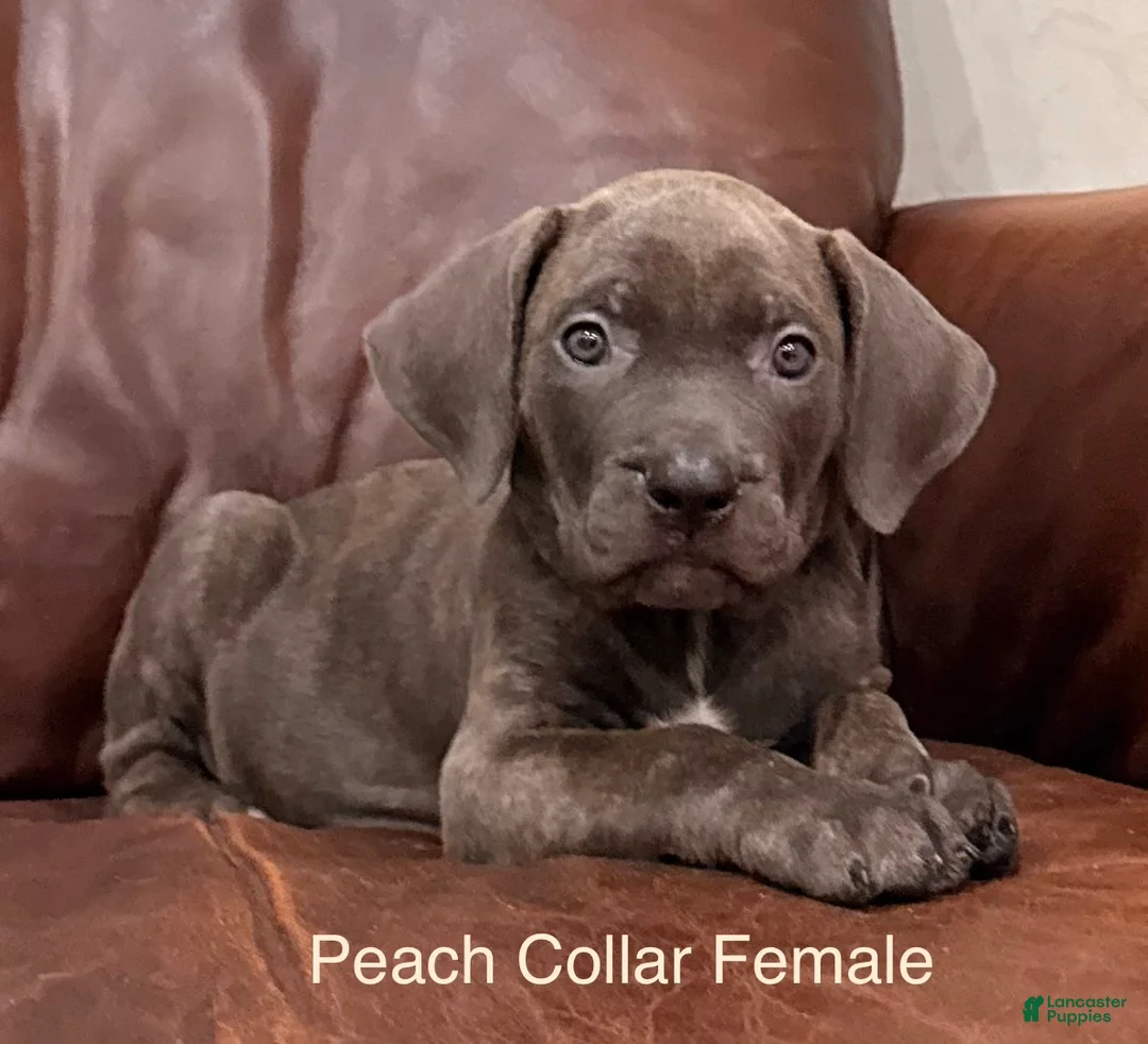 Cane Corso dogs for sale: Cane Corso Peach Collar F  - Ad 2