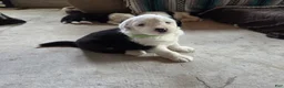 Sheepadoodle dogs for sale: Chloe - Ad 4