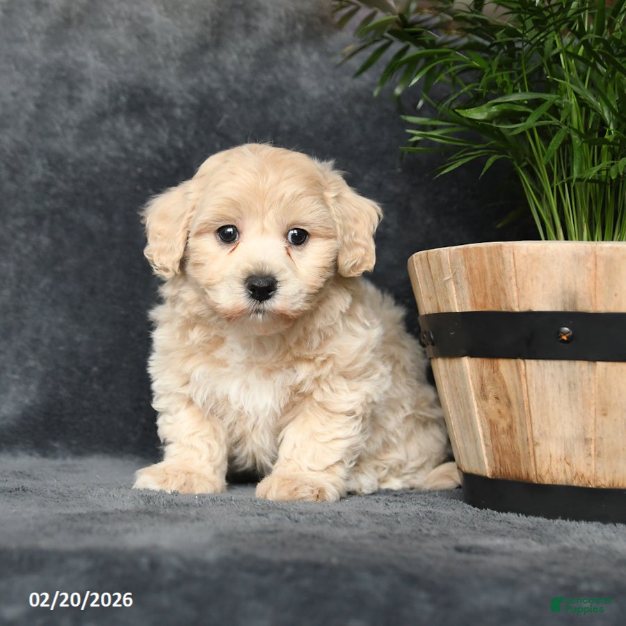 Maltipoo dogs Gorden - Ad 1
