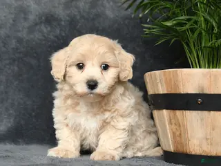 Maltipoo dogs for sale: Gorden - Ad 4