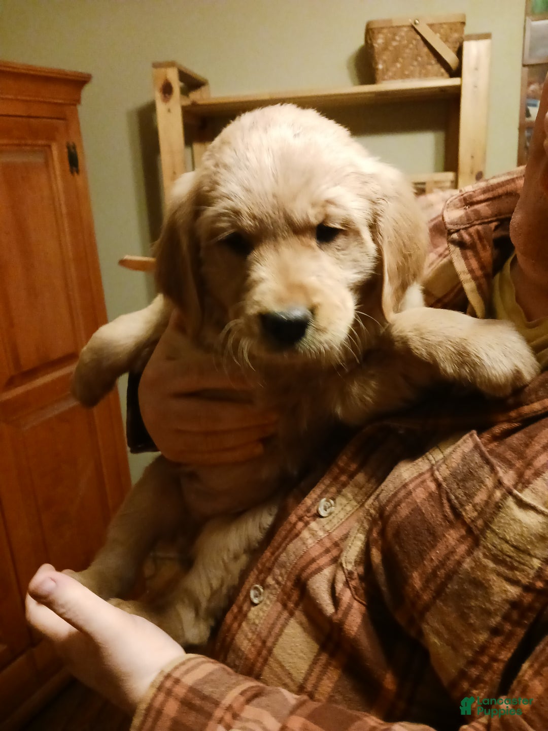 Golden Retriever dogs for sale: Sherman - Ad 3
