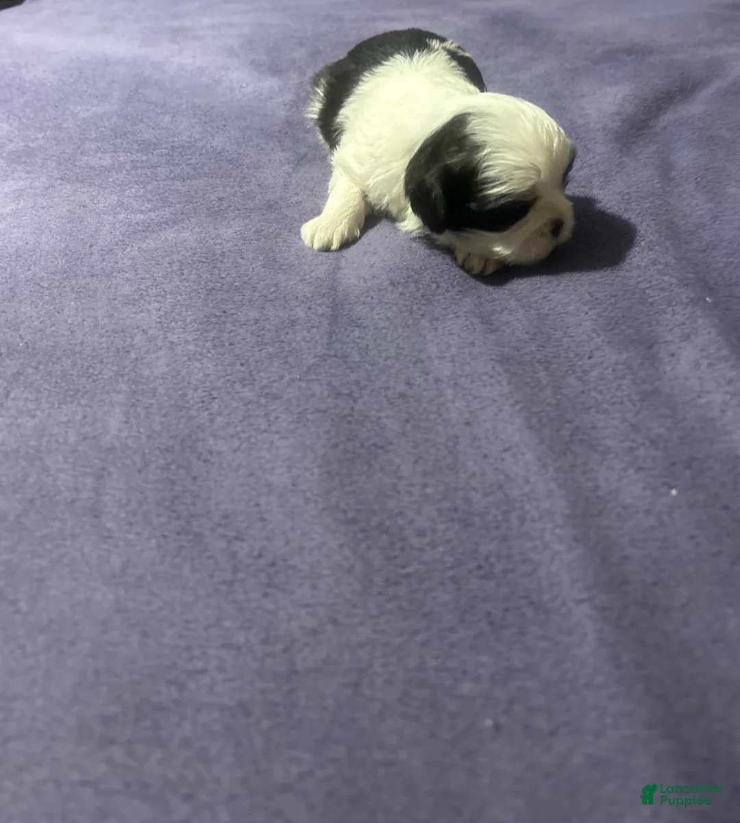 Shih Tzu dogs for sale: Splash - Ad 1