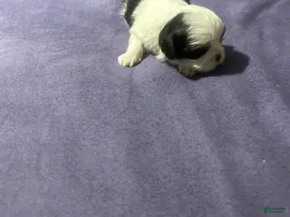 Shih Tzu dogs for sale: Splash - Ad 3