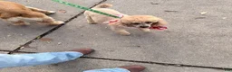 Mixed Breed dogs for sale: Piper - Ad 6