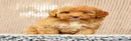 Havapoo dogs for sale: Hazel - Ad 9