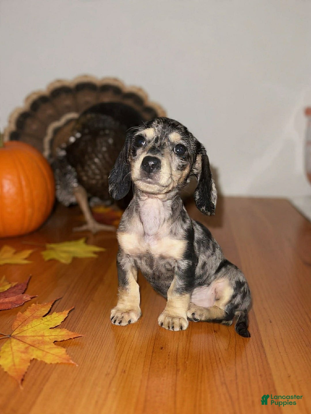 Dachshund dogs for sale: Polkadot - Ad 1