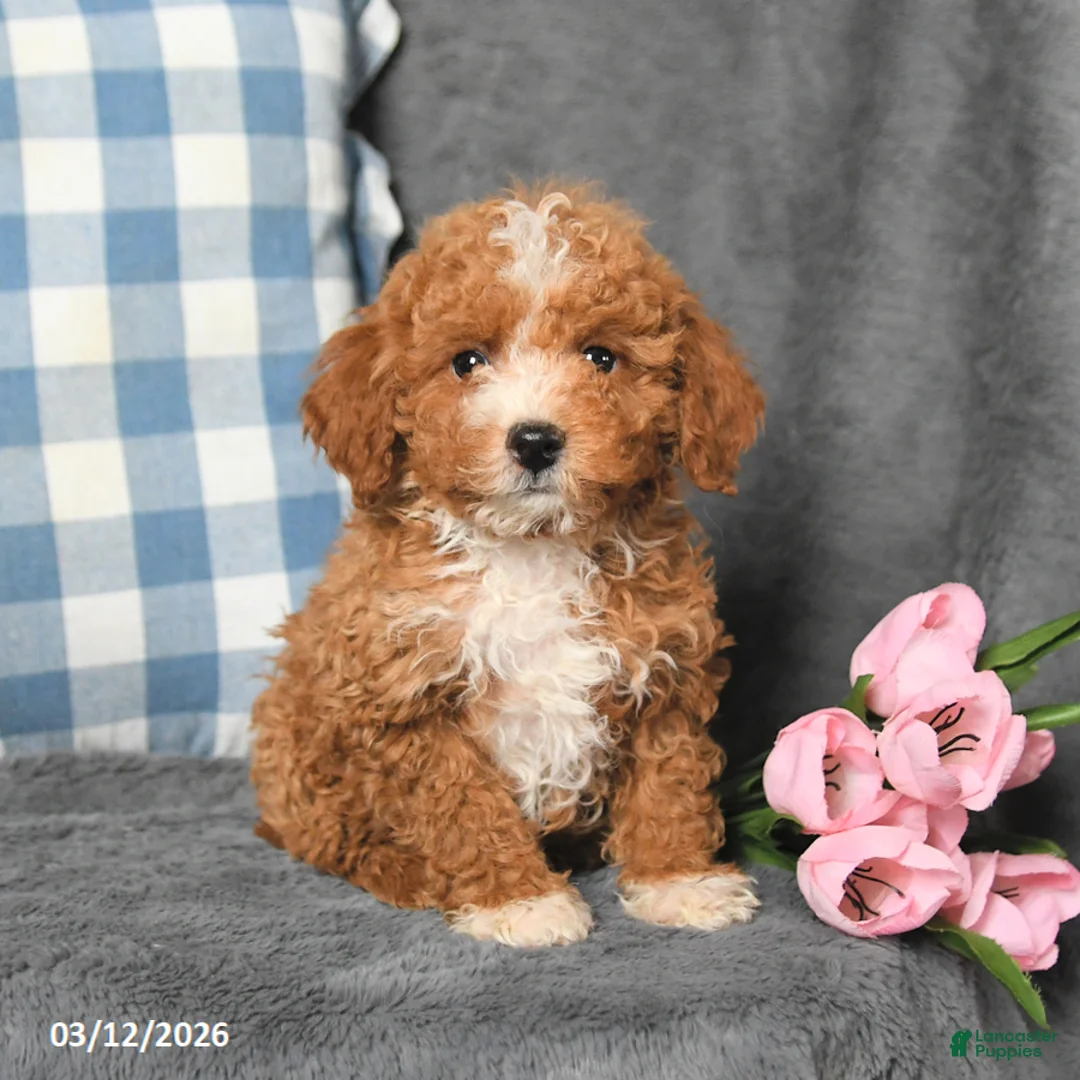 Toy Poodle dogs for sale: Ryan - Ad 1