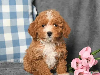 Toy Poodle dogs for sale: Ryan - Ad 4