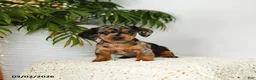 Miniature Dachshund dogs for sale: Jackie - Ad 4