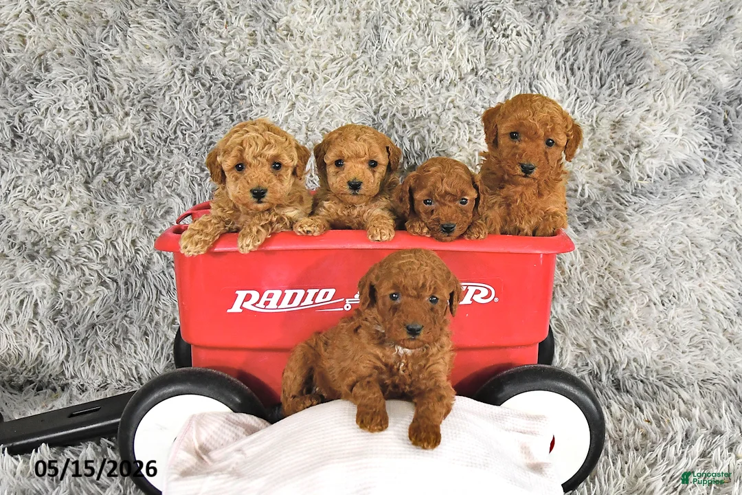 Toy Poodle dogs for sale: Jamin - Ad 5