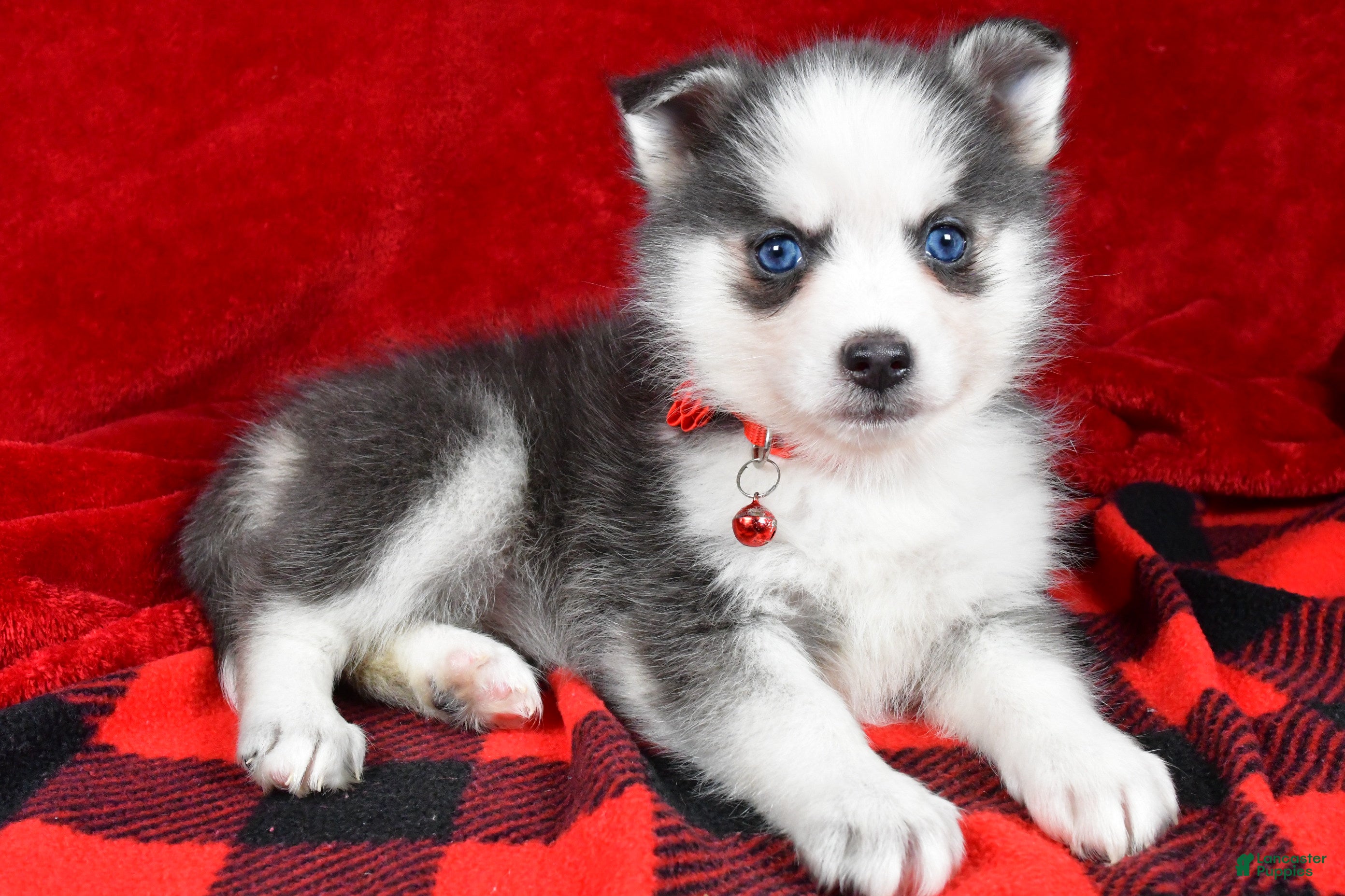Pomsky dogs Veronica - Ad 41