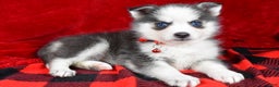 Pomsky dogs for sale: Veronica - Ad 1