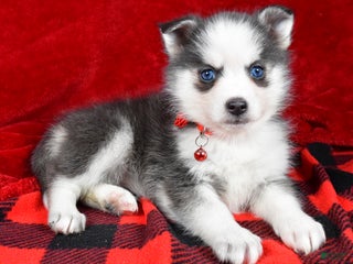 Pomsky dogs Veronica - Ad 29