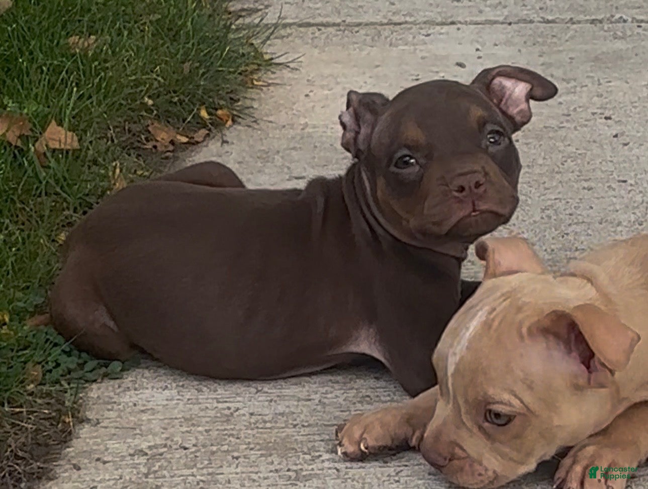 American Pit Bull Terrier dogs American Pit Bull Terrier Chocolate Red Nose Tri Color 2 - Ad 31
