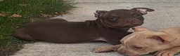 American Pit Bull Terrier dogs for sale: American Pit Bull Terrier Chocolate Red Nose Tri Color 2 - Ad 1