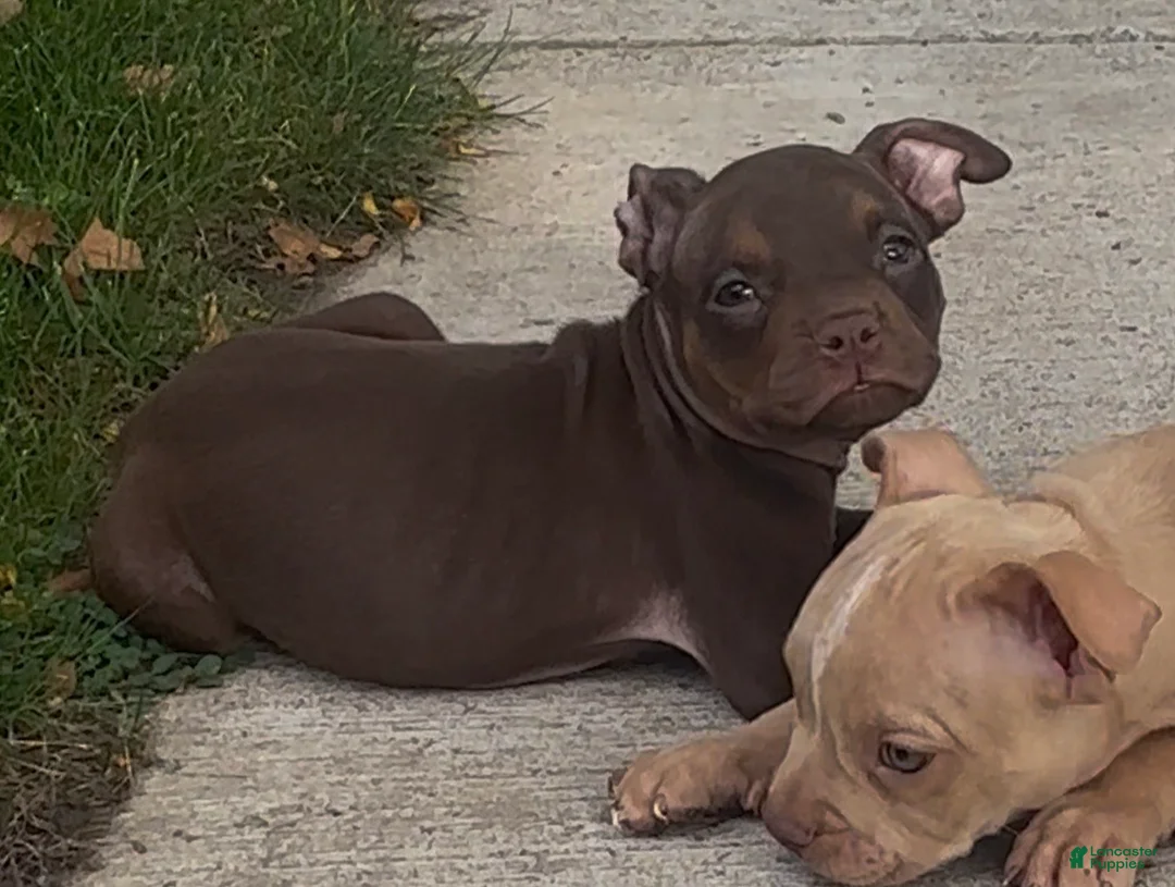 American Pit Bull Terrier dogs for sale: American Pit Bull Terrier Chocolate Red Nose Tri Color 2 - Ad 1