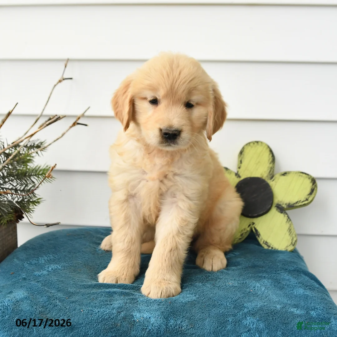 Golden Retriever dogs for sale: Muffin - Ad 3
