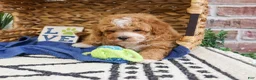 Cavapoo dogs for sale: Macchiato  - Ad 8
