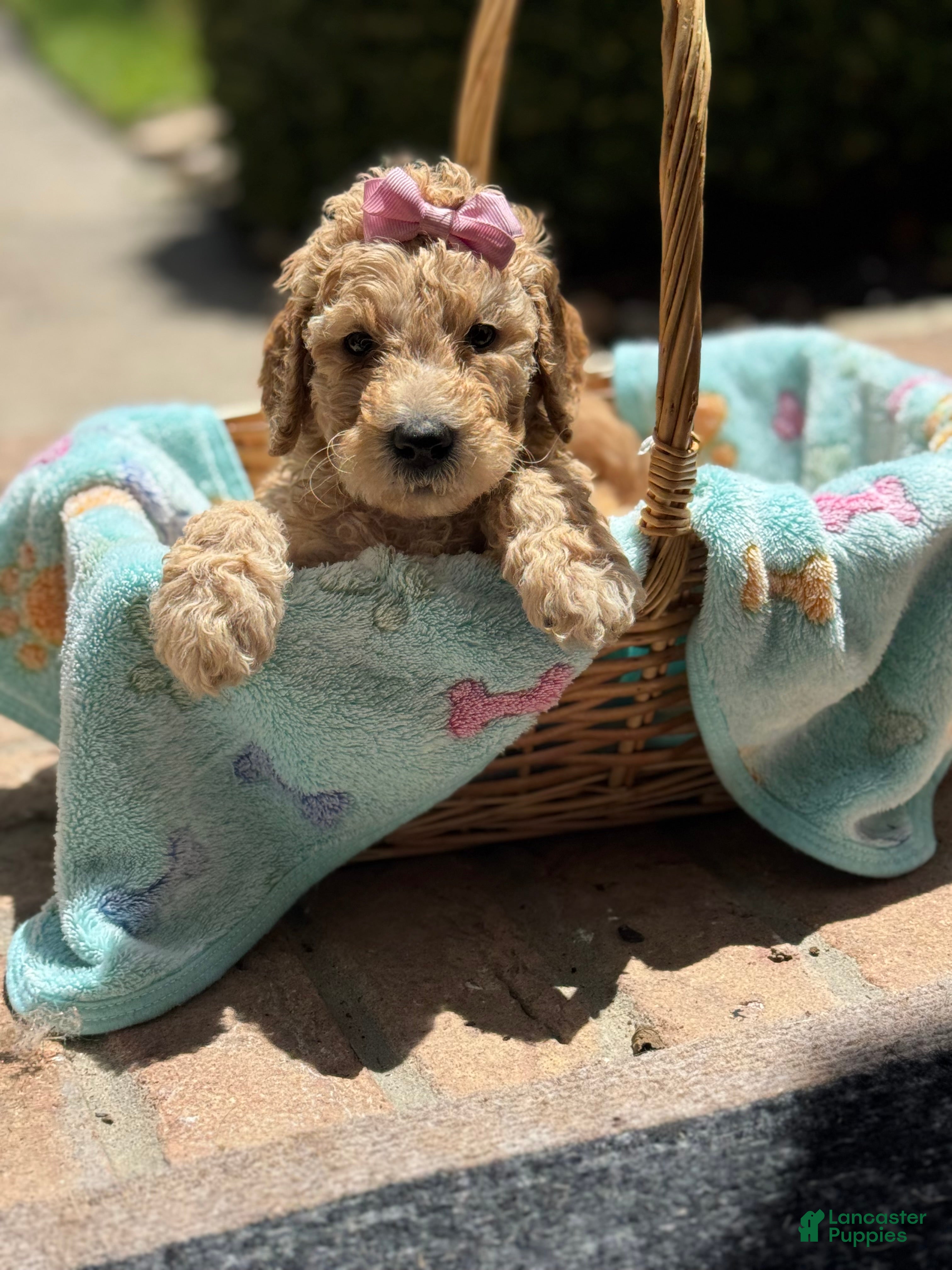 Goldendoodle dogs Giselle - Ad 1