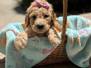 Goldendoodle dogs Giselle - Ad 23