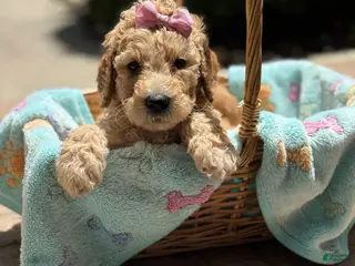 Goldendoodle dogs Giselle - Ad 31