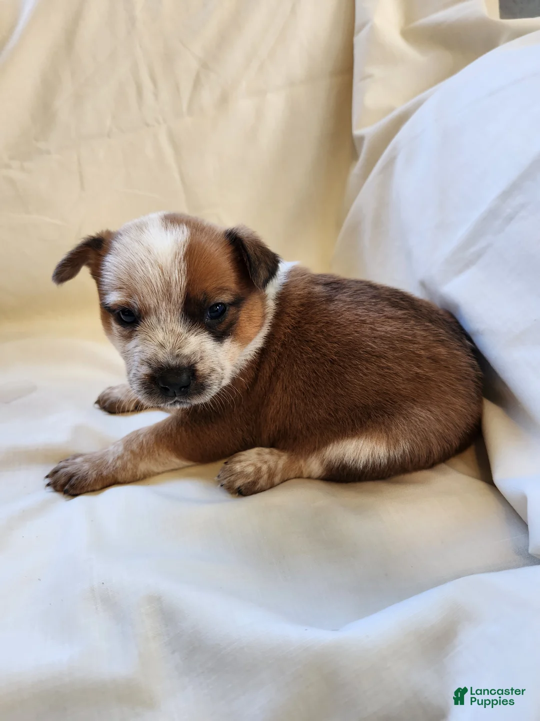 Australian Cattle Dog dogs for sale: Australian Cattle Dog Puppy 4 - Ad 1
