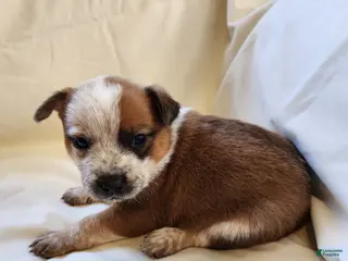 Australian Cattle Dog dogs Australian Cattle Dog Puppy 4 - Ad 6